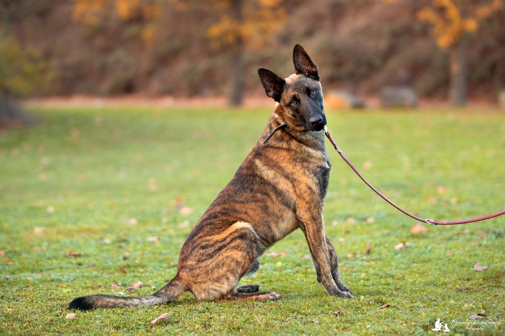 tierheim-koeln-zollstock.de | Hunde